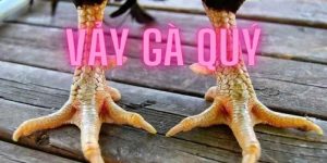 Vảy Gà Quý Bí Quyết Nhận Biết Và Lựa Chọn Gà Chọi Xuất Sắc